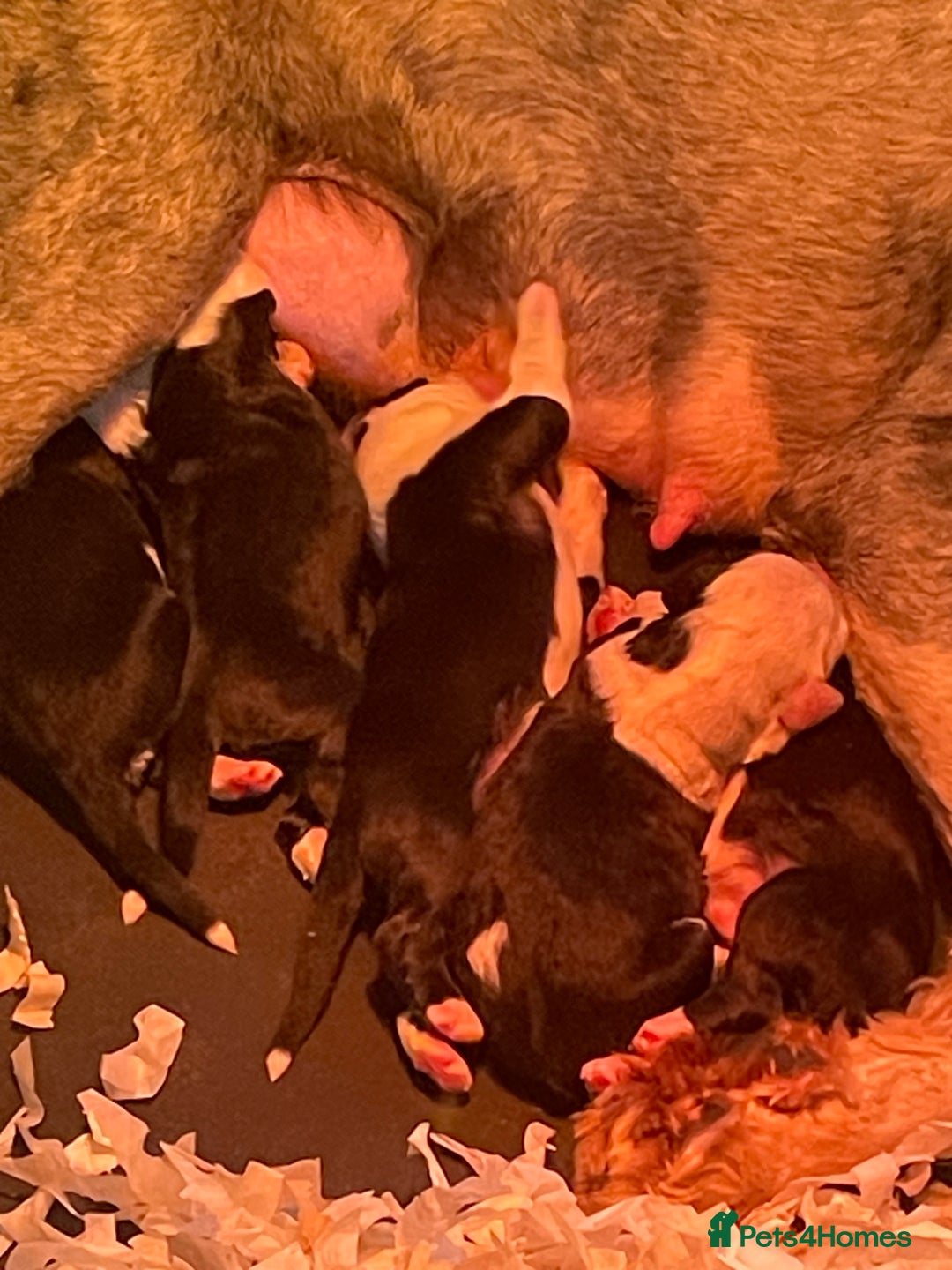 Old English Sheepdog dogs for sale: Old English sheep dog pups - Advert 15