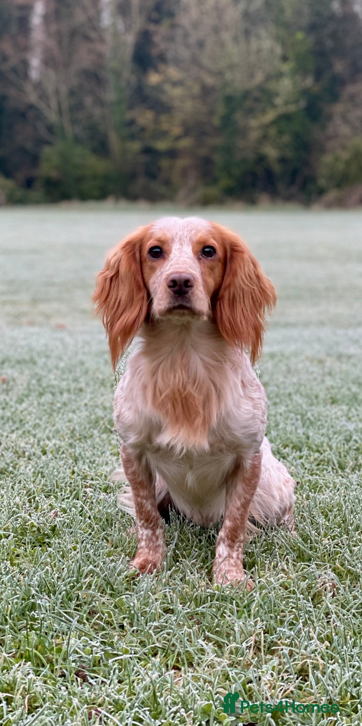 Cocker Spaniel dogs Working Cocker Stud  - Advert 9