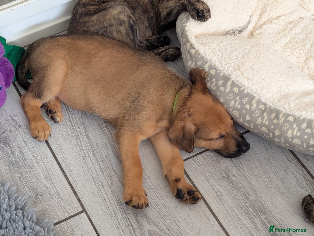 Mixed Breed dogs for sale: German shepherd x Lurcher puppies  - Image 13