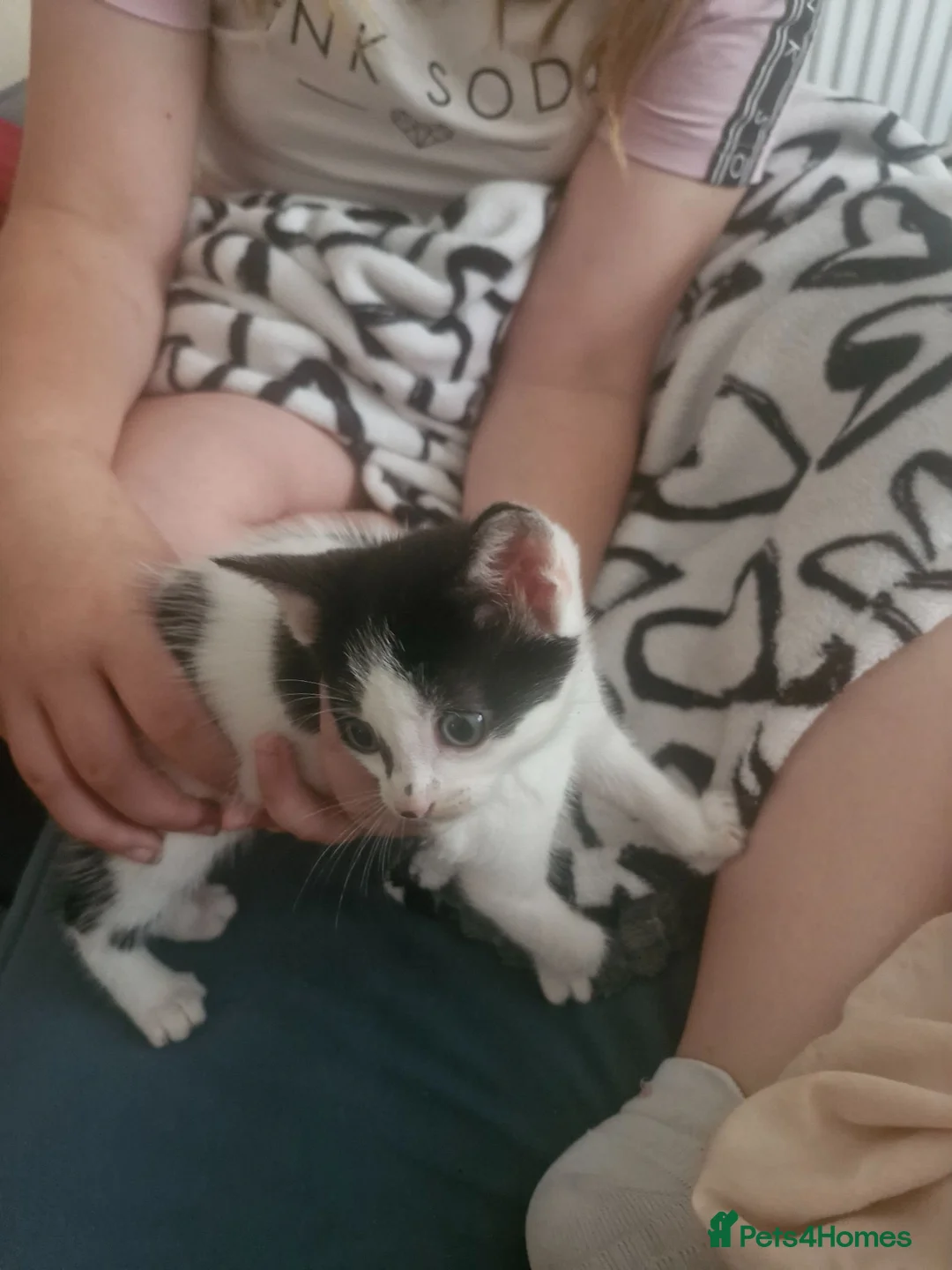 Mixed Breed cats for sale: Last boy left  - Advert 2