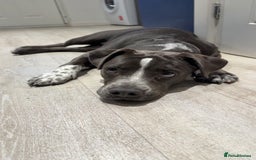 Mixed Breed dogs for sale: Bulldog x Staffie for rehoming.  - Image 17