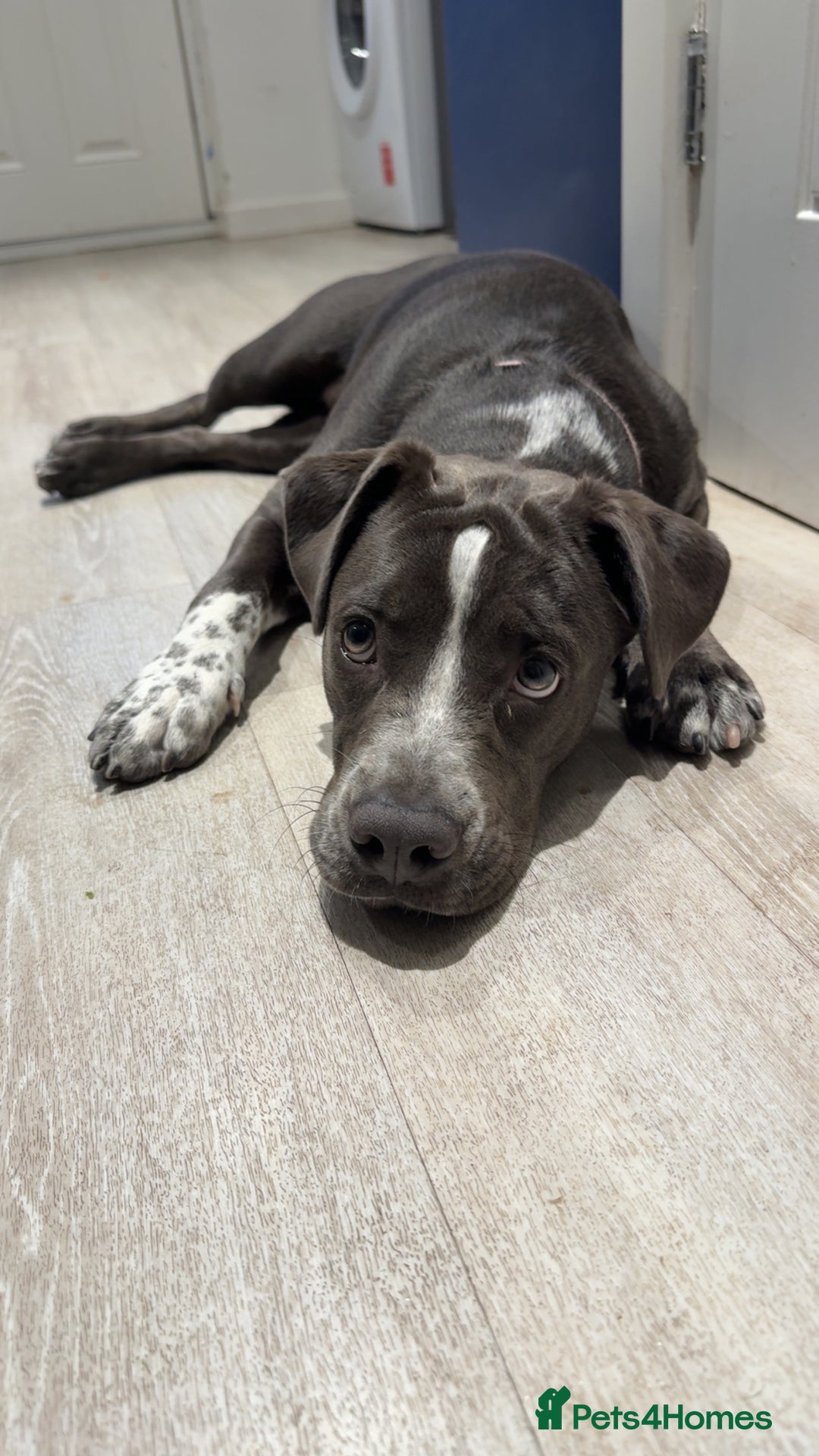 Mixed Breed dogs for sale: Bulldog x Staffie for rehoming.  - Image 17