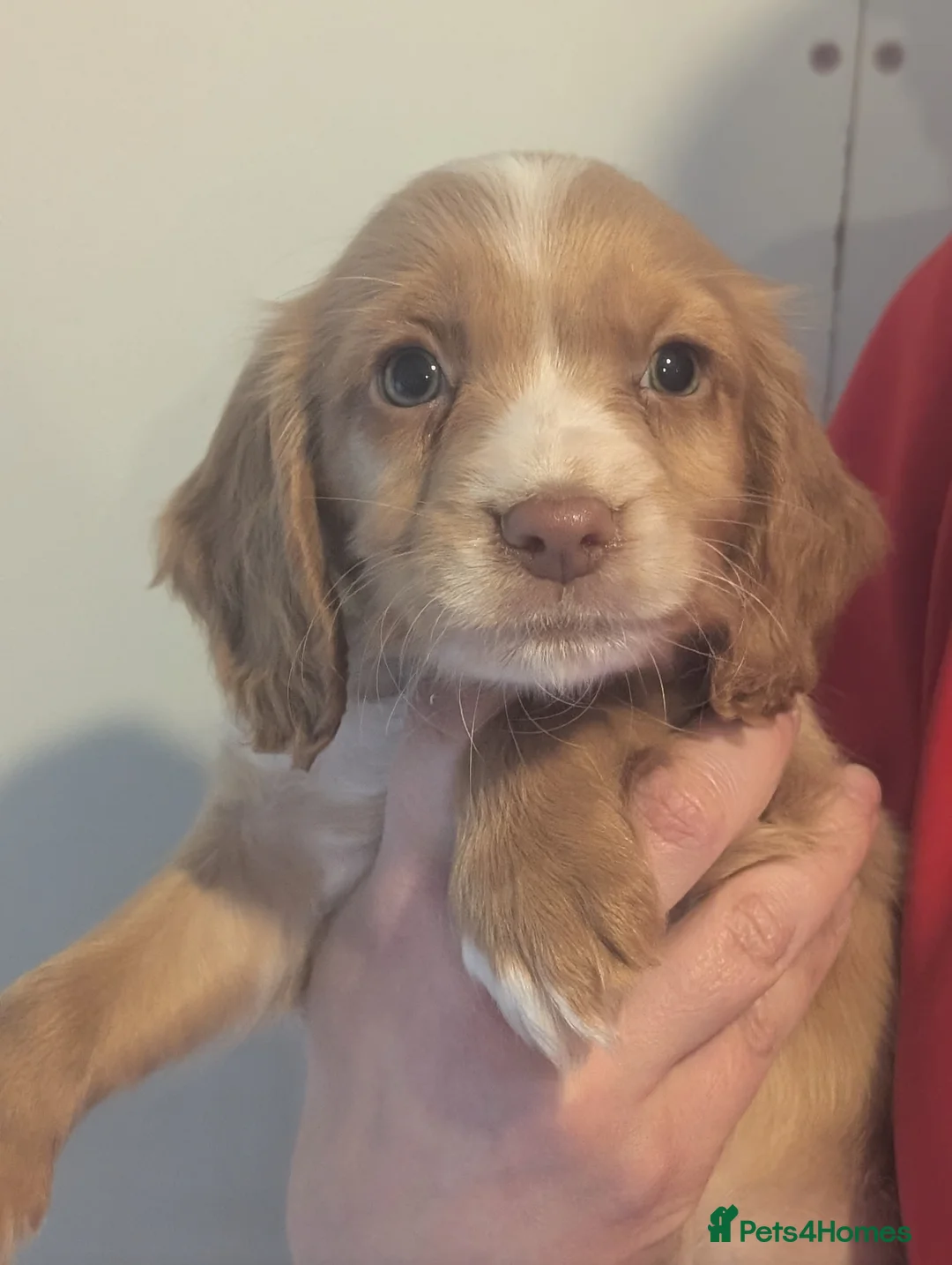 Cocker Spaniel dogs for sale: Pups from Health Tested Champion Trialling lines. - Advert 16