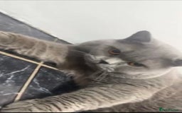 British Shorthair cats for sale: British shorthair male  - Advert 5