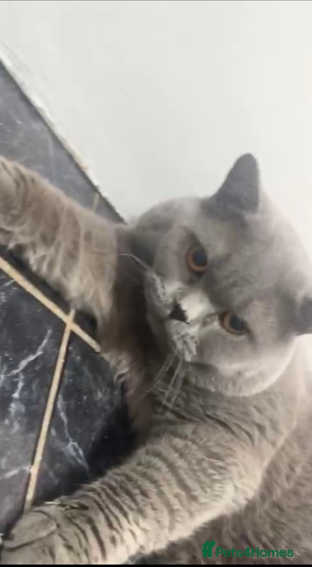 British Shorthair cats for sale: British shorthair male  - Advert 5