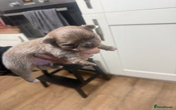 Chihuahua dogs for sale: Chihuahua puppies  - Image 19