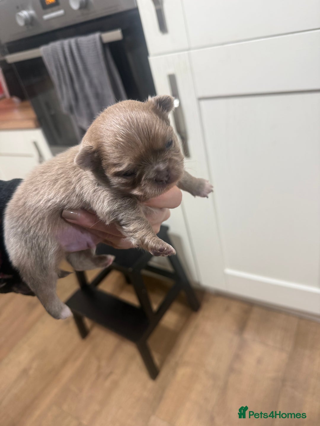 Chihuahua dogs for sale: Chihuahua puppies  - Image 19