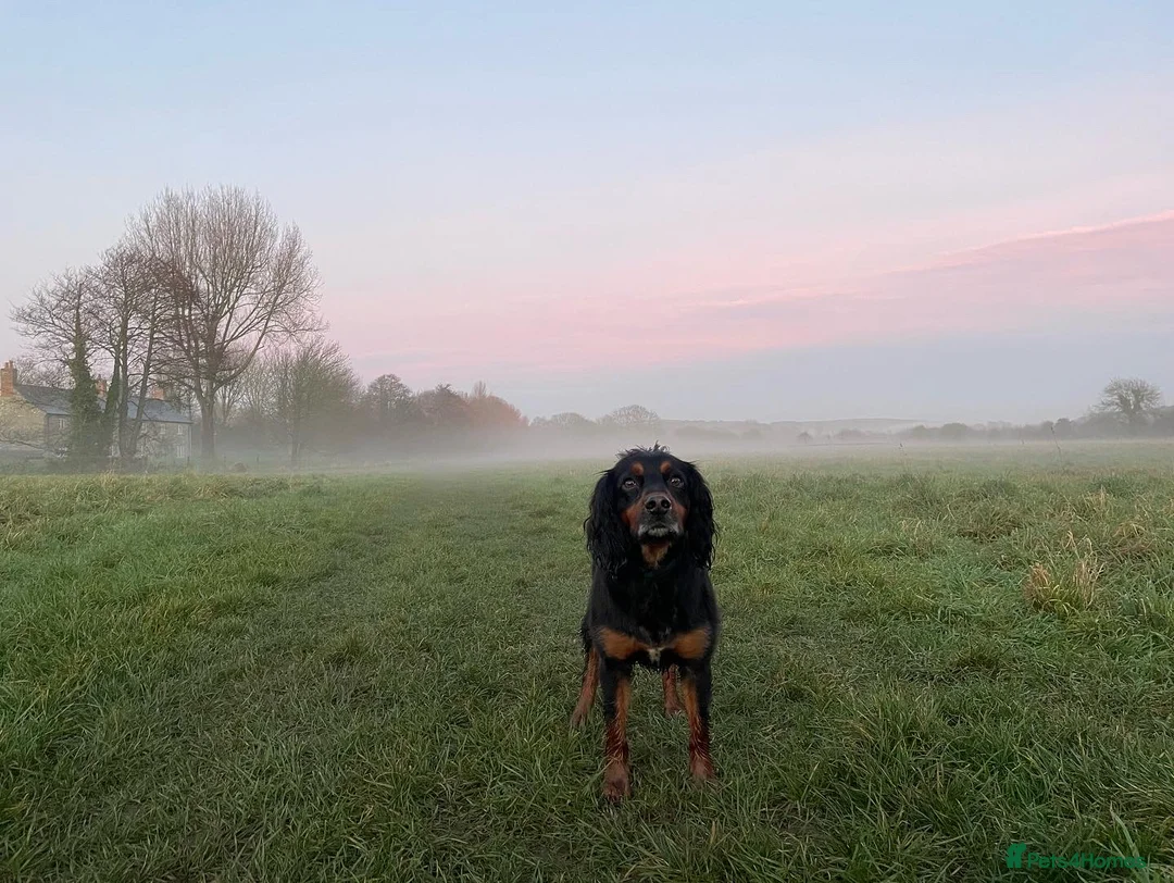 Cocker Spaniel dogs for sale: Heartbreaking rehome - child free - Advert 2