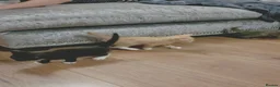 Mixed Breed cats for sale: Kittens  - Advert 7