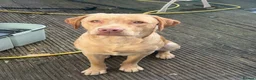 Labrador Retriever dogs for sale: Looking for who bought max - Advert 5