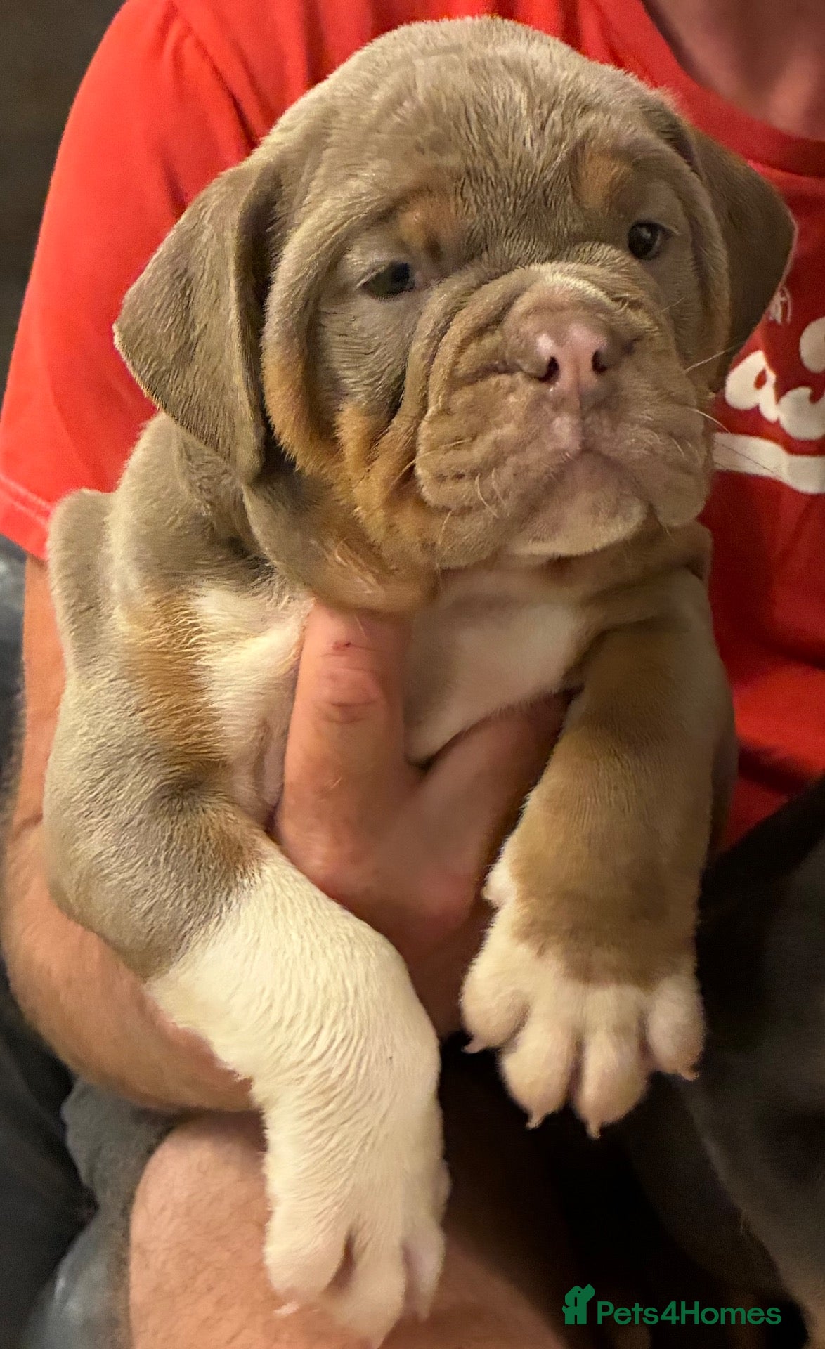 Olde English Bulldogge dogs 5* bloodline old English bulldogs  - Advert 2