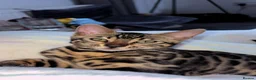 Bengal cats for sale: Rehoming Female Bengal Kitten in Sturminster Newton - Advert 3