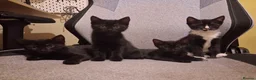 Mixed Breed cats for adoption: ADOPTION: Macaroon - Advert 4