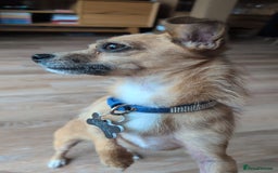 Mixed Breed dogs for sale: 4 Year Old Jack/Chi Looking For Forever Home - Image 6
