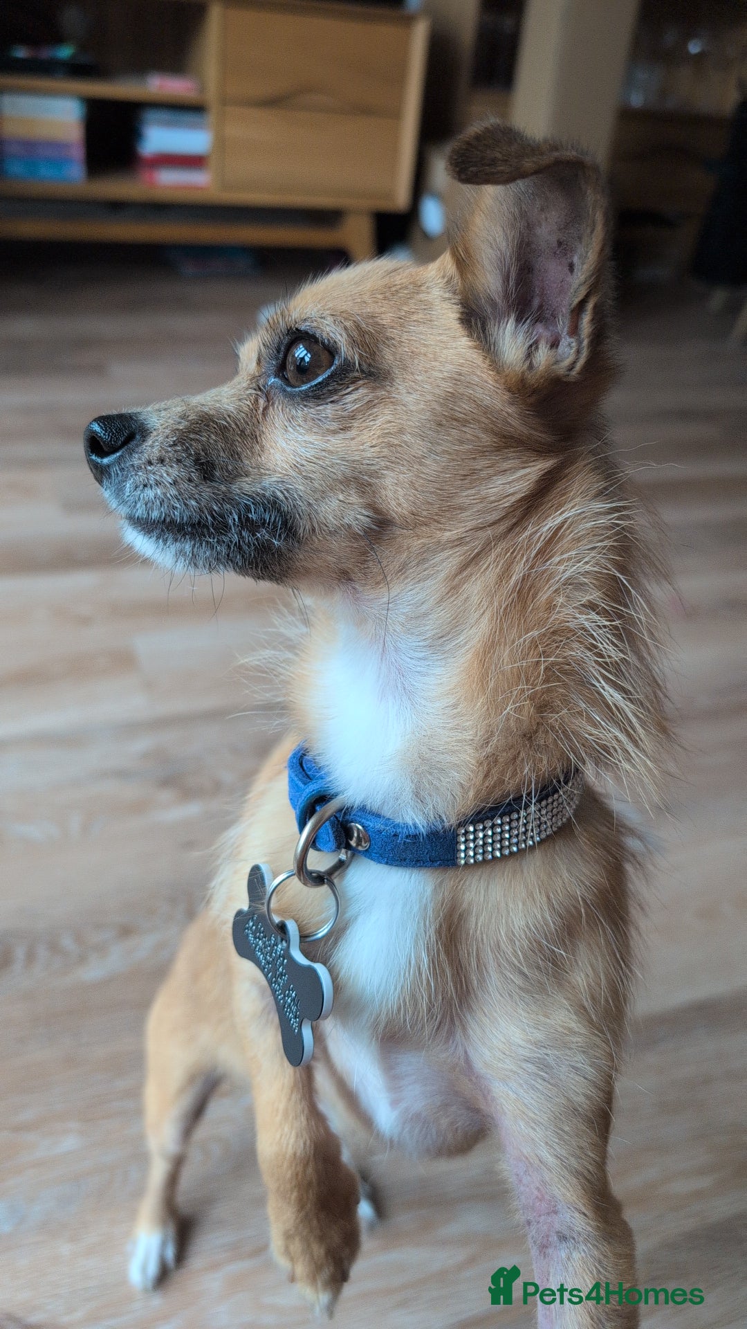 Mixed Breed dogs for sale: 4 Year Old Jack/Chi Looking For Forever Home - Image 6