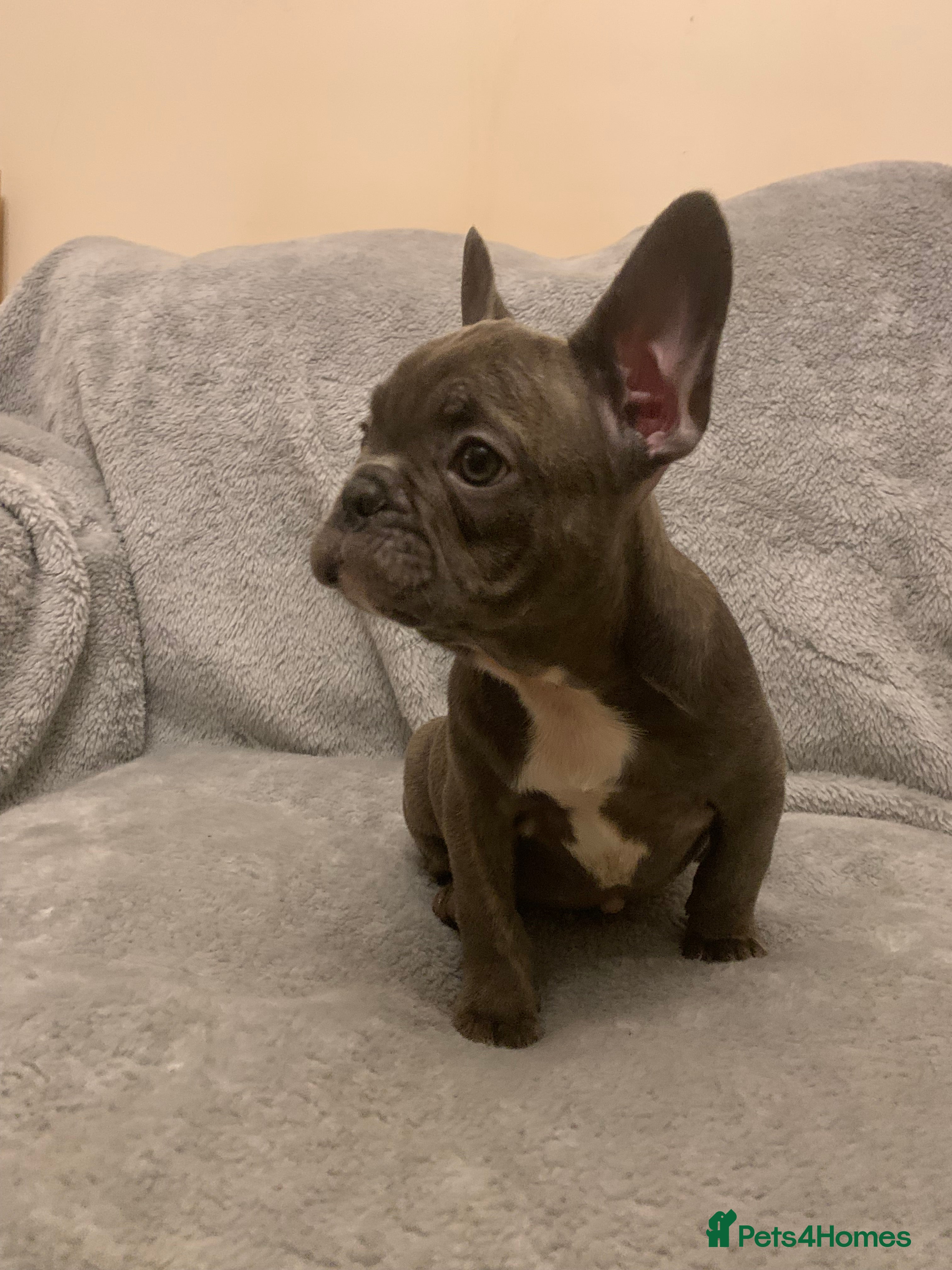 French Bulldog dogs for sale: QUALITY KC FRENCH BULLDOG PUPPIES  - Advert 2