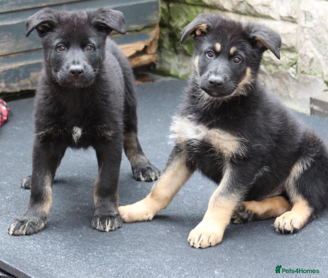 German Shepherd dogs **KC REGISTERED GSD PUPPIES 🐶 READY NOW - Advert 2