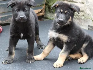 German Shepherd dogs **KC REGISTERED FULLY VACCINATED GSD PUPPY - Advert 2