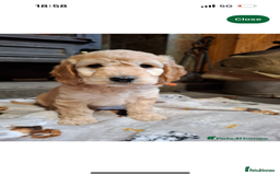 Cockapoo dogs for sale: Beautiful cockapoo - Image 4