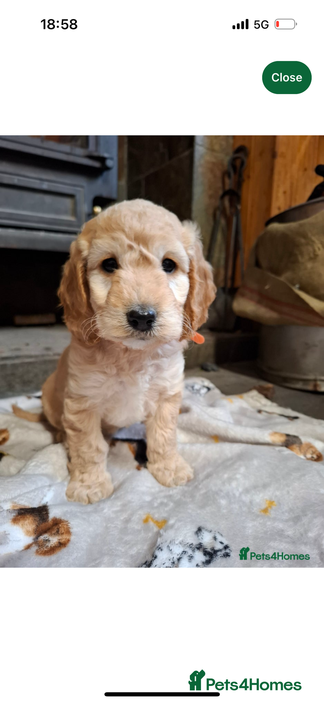 Cockapoo dogs for sale: Beautiful cockapoo - Image 4