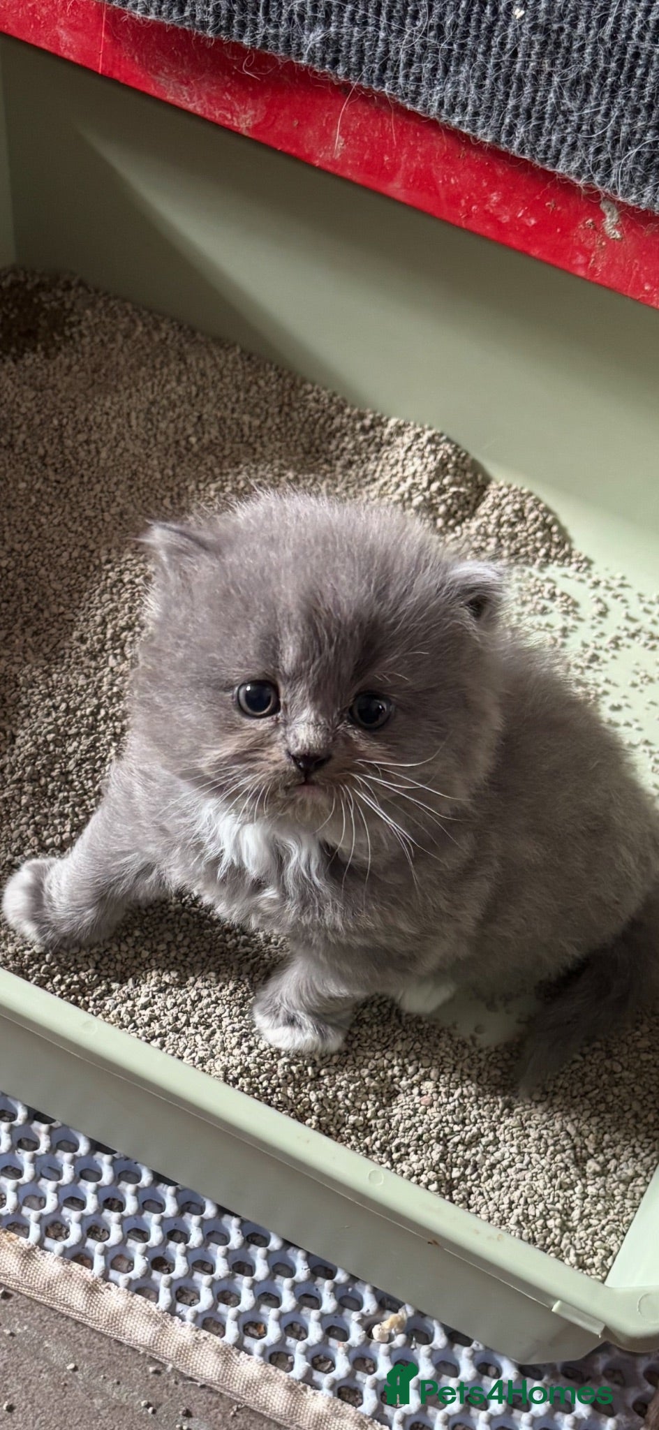 Persian cats Stunning grey Persian/ragdoll  - Advert 1