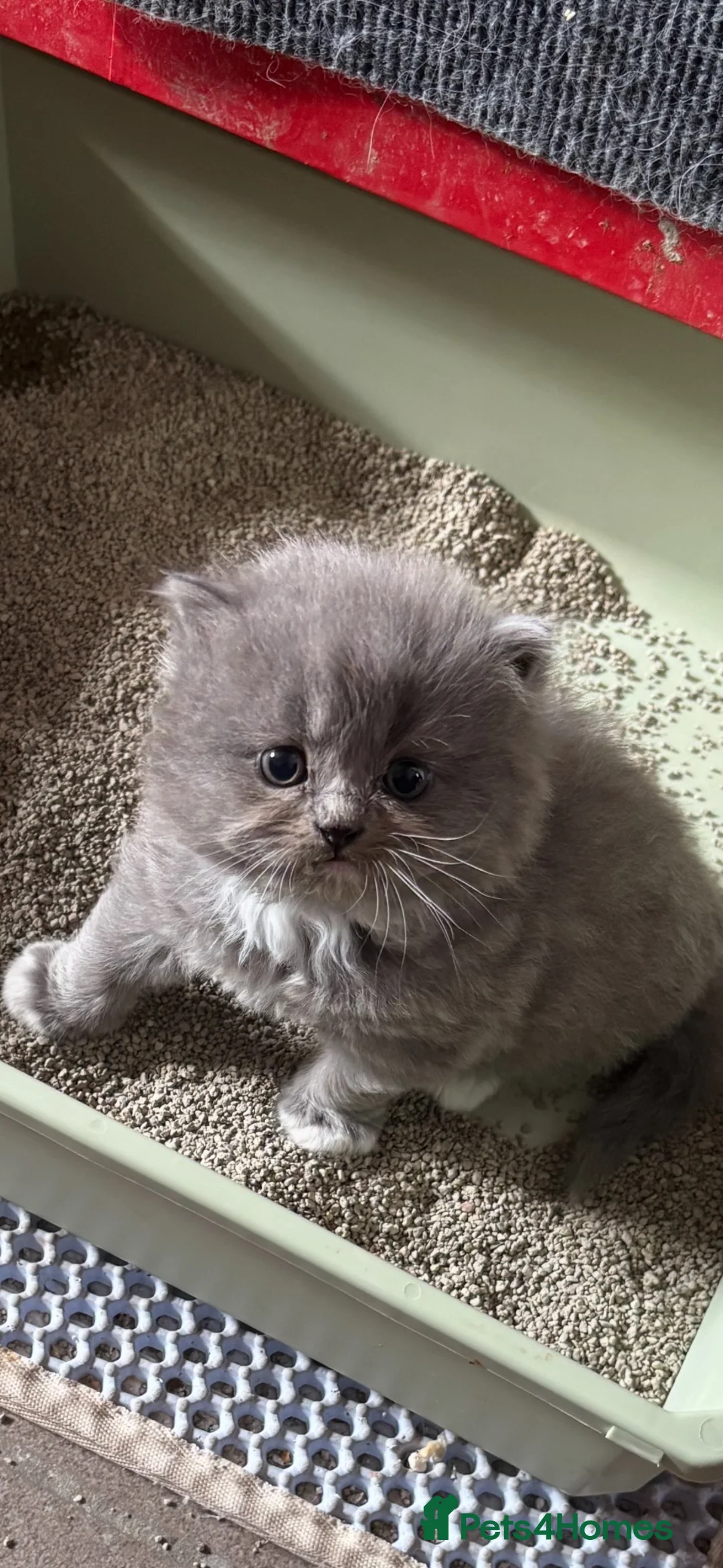 Persian cats for sale: Stunning grey Persian/ragdoll  - Advert 1