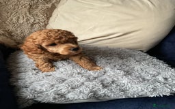 Toy Poodle dogs for sale: Toy poodle - Image 4