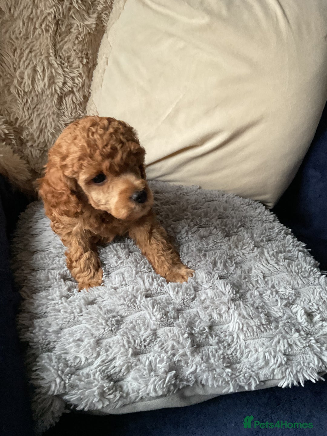 Toy Poodle dogs for sale: Toy poodle - Image 4