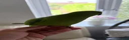 Mixed Breed birds for sale: Indian ringneck babies & Male Ducorp cockatoo  - Advert 4