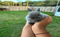Netherland Dwarf rabbits for sale: Gorgeous Netherland dwarf bunnies  - Image 7