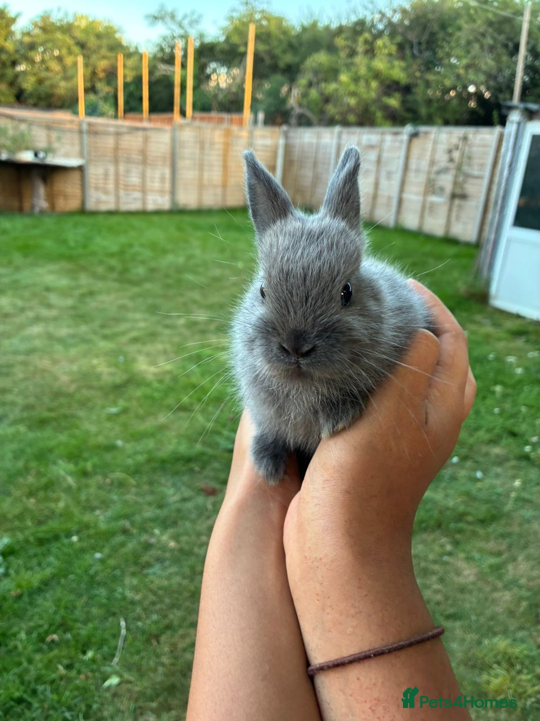 Netherland Dwarf rabbits for sale: Gorgeous Netherland dwarf bunnies  - Image 7