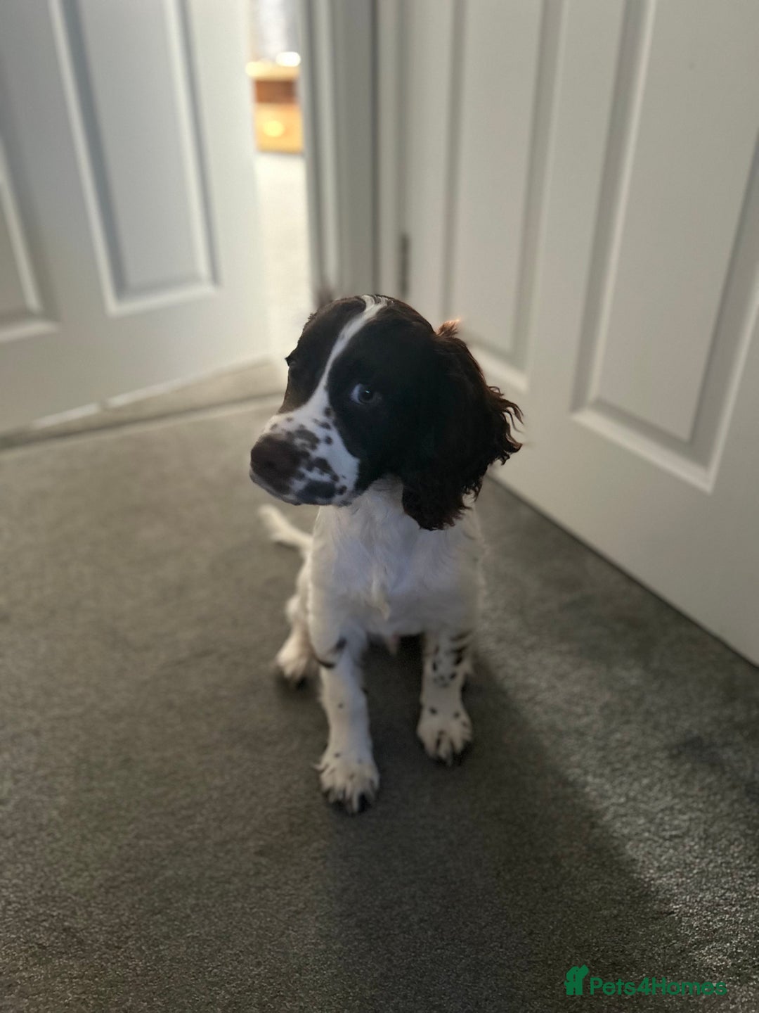 English Springer Spaniel dogs for sale: Adorable male Springer Spaniel - Image 4