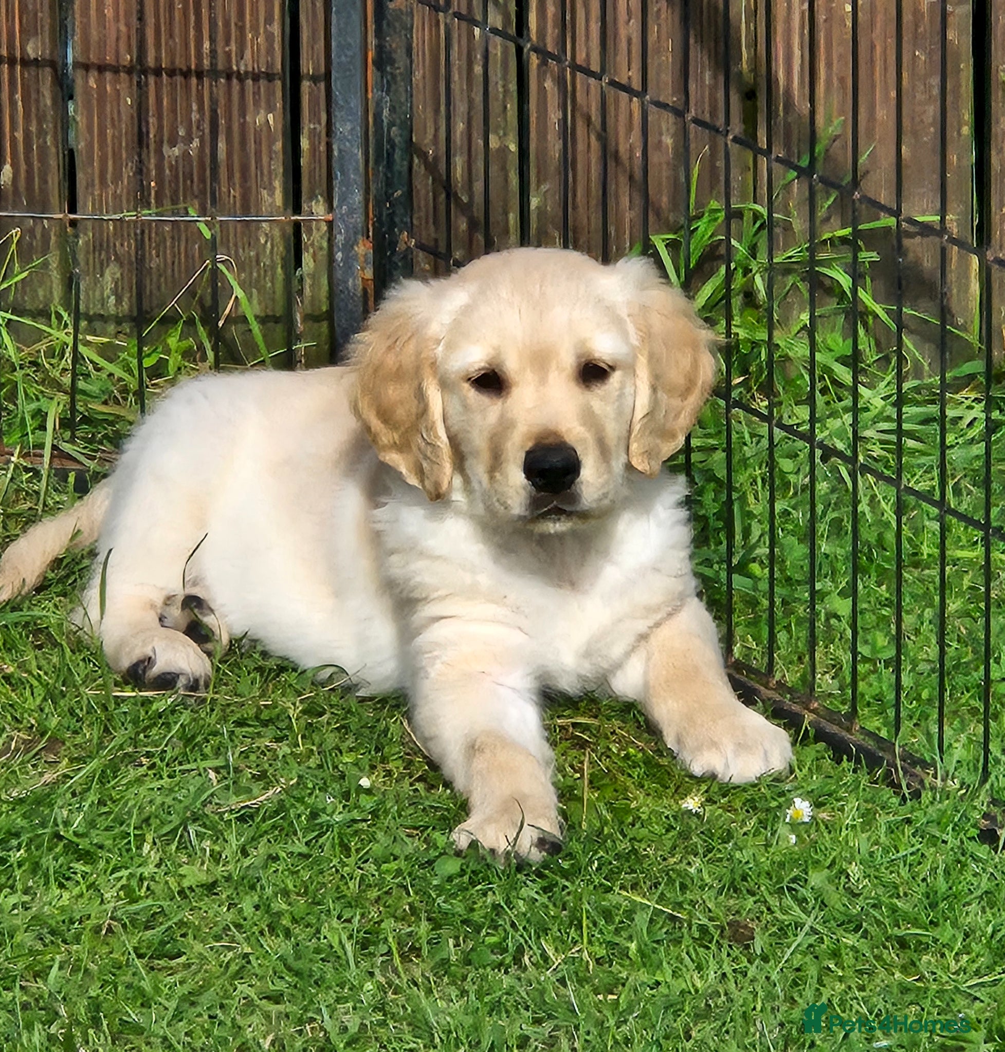 Golden Retriever dogs KC GOLDEN RETRIEVER PUPS SHOW CHAMPION PEDIGREE  - Advert 2