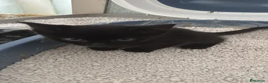 Domestic Shorthair 2 pepper