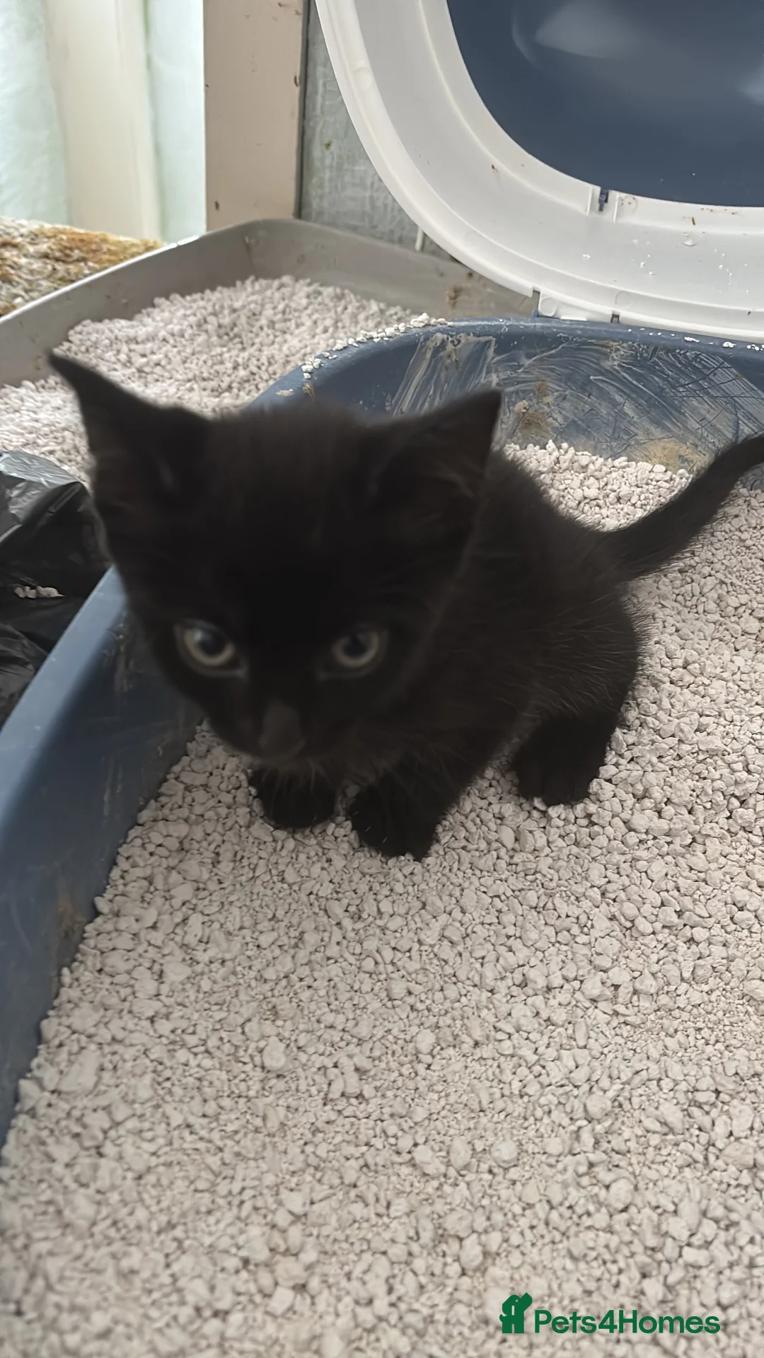 Domestic Shorthair cats for sale: 2 male kits  - Advert 2