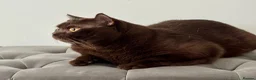British Shorthair cats for stud: GCCF  Registered Chocolate & Lilac Active Studs  - Advert 3