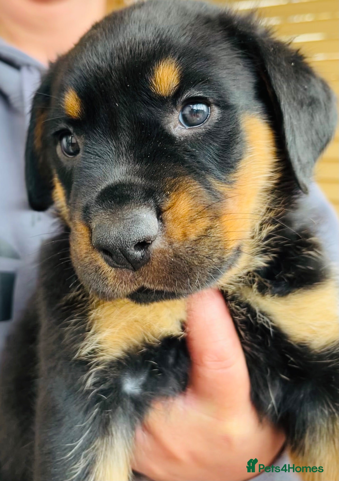 Mixed Breed dogs Rottweiler Doberman mix - Advert 2