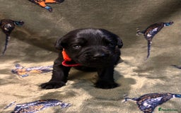 Labrador Retriever dogs for sale: Kc black Labrador puppies - Advert 10