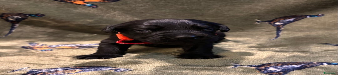 Labrador Retriever Puppy 2