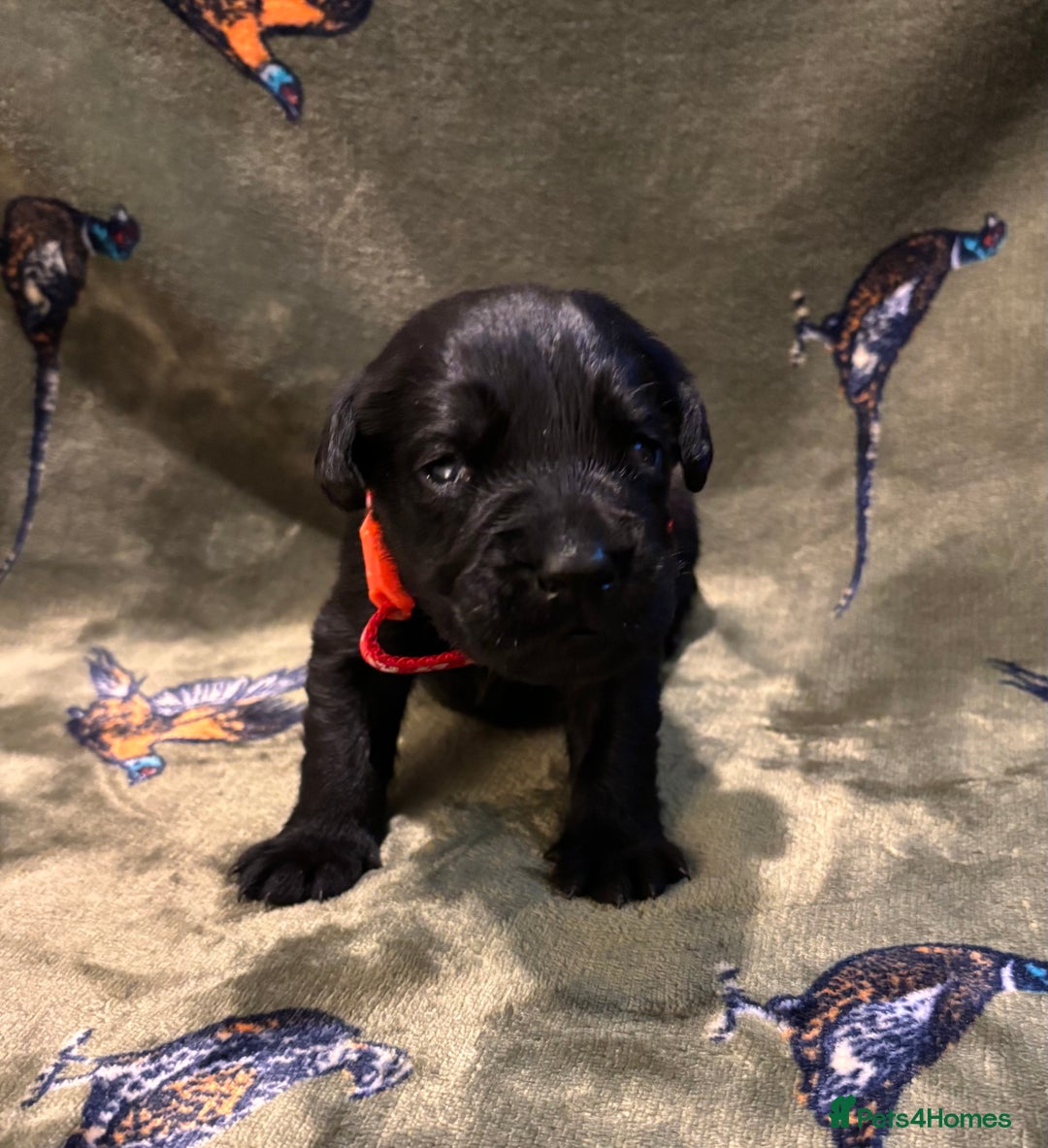 Labrador Retriever dogs for sale: Kc black Labrador puppies - Advert 10