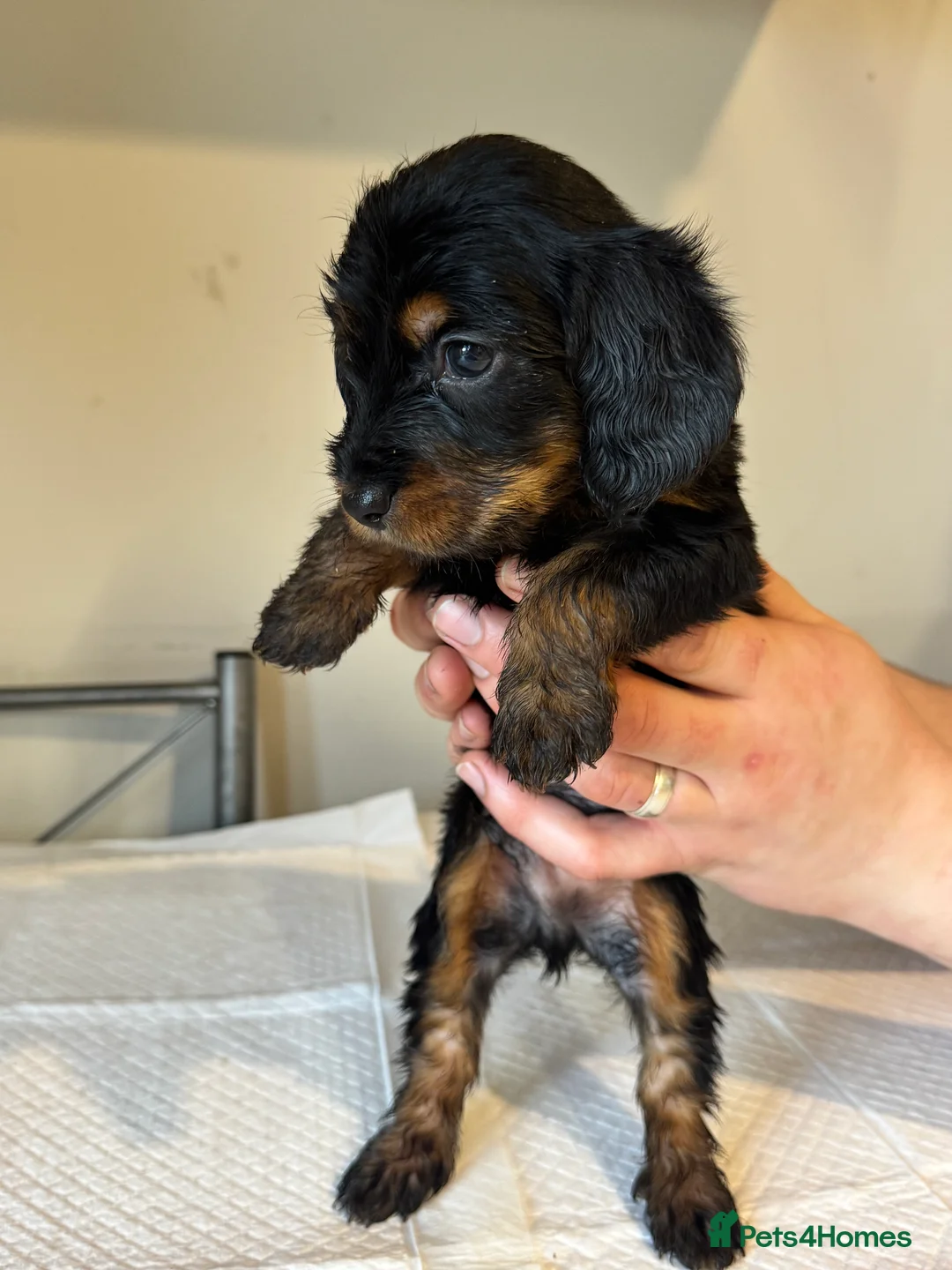 Doxiepoo dogs for sale: Doxiepoo pups  - Advert 9