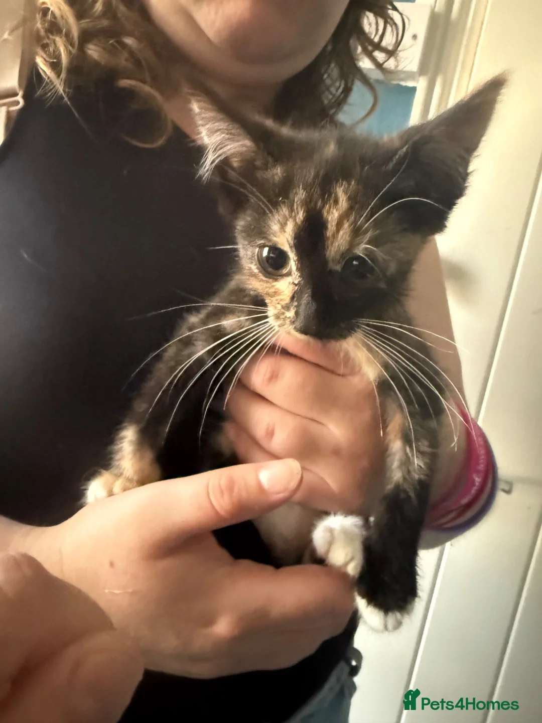 Mixed Breed cats for sale: Beautiful kittens looking for there forever home  - Advert 8