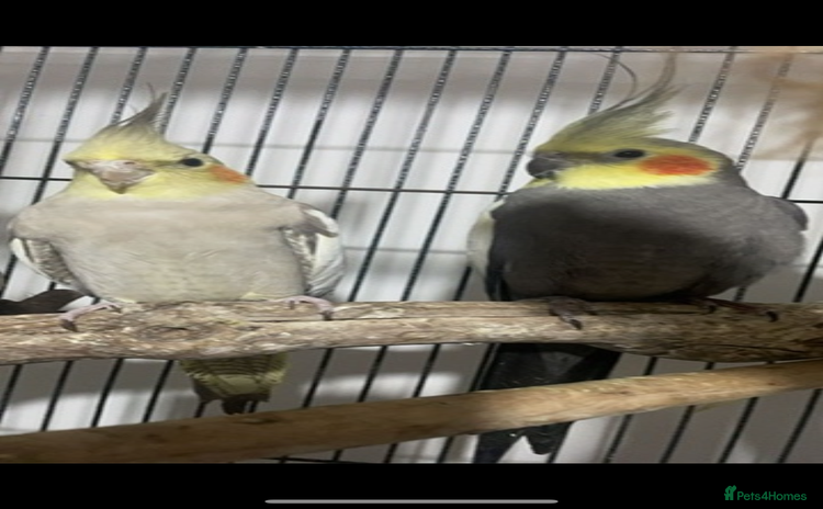 Cockatiels birds - Advert 1