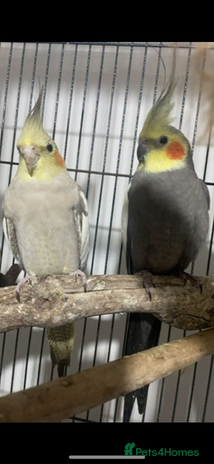 Cockatiels birds - Advert 3