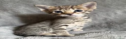 Savannah cats for sale: Beautiful SBT female - Advert 11
