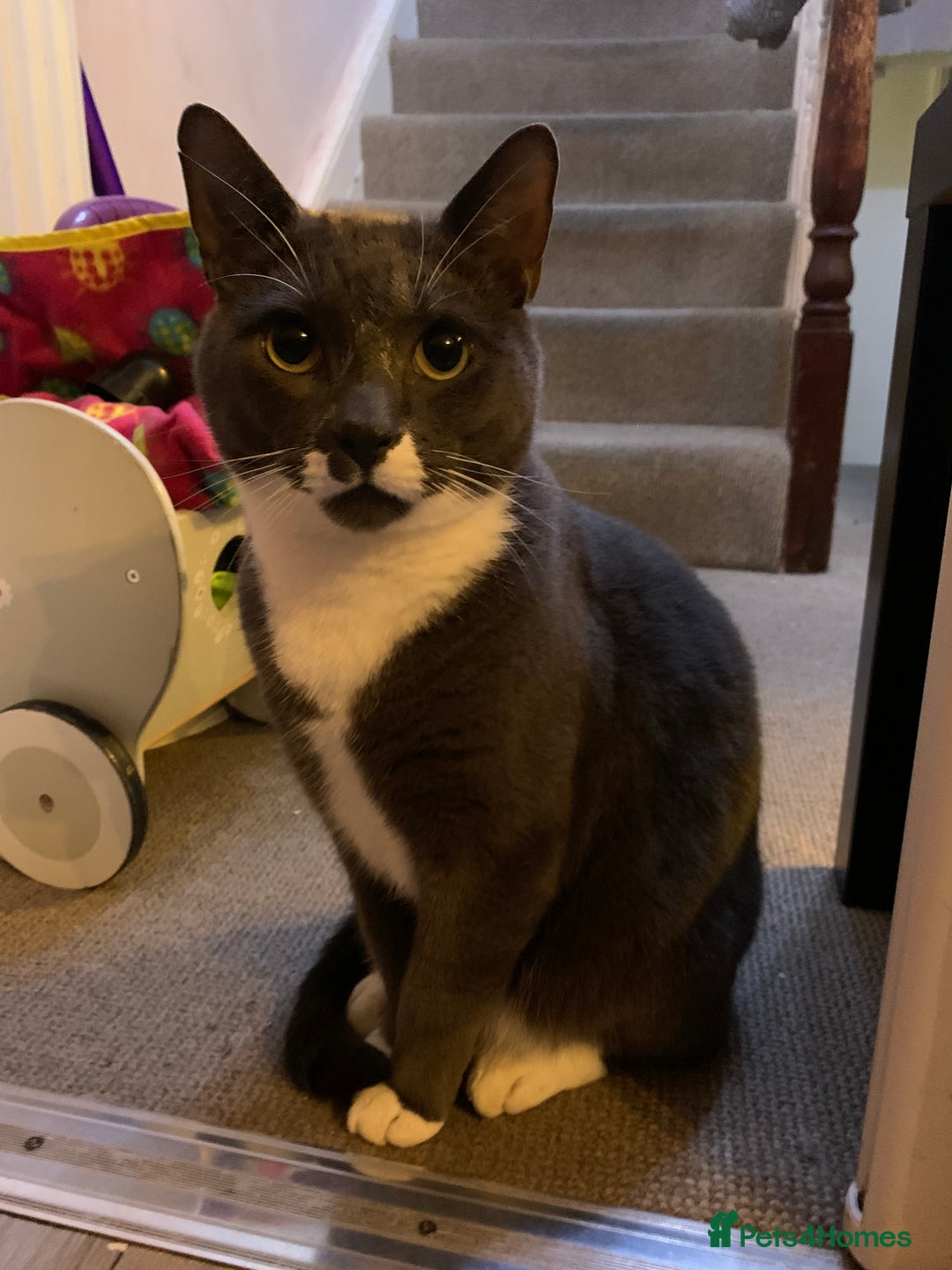 Mixed Breed cats for sale: Boy Bleu  - Advert 5