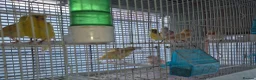 Canaries birds for sale: Mixed canaries in Northwich - Advert 8
