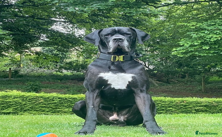 Great Dane dogs in Huntly - Advert 1