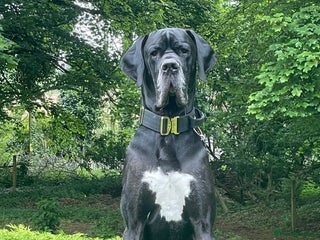Great Dane dogs in Huntly - Advert 1