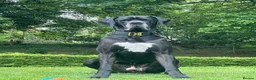Great Dane dogs for stud: Free Stud BUT Will take a Puppy of Choice Instead in Huntly - Advert 1